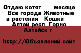 Отдаю котят. 1,5 месяца - Все города Животные и растения » Кошки   . Алтай респ.,Горно-Алтайск г.